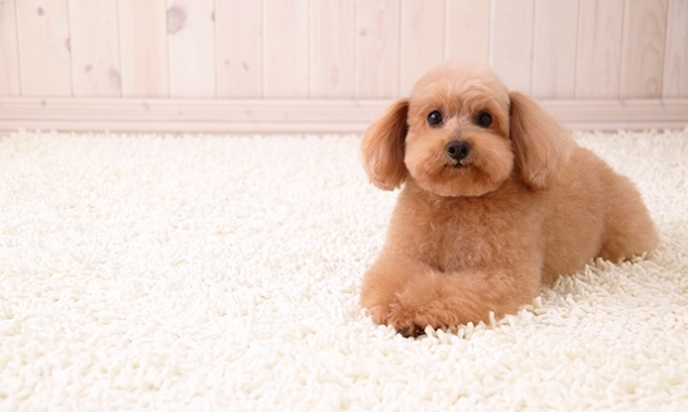 Remove animal hair from carpet!
